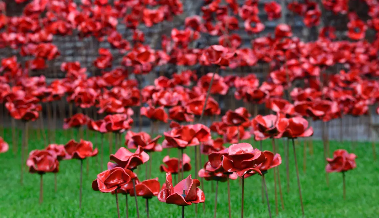 Seniman Paul Cummins dan desainer Tom Piper membuat ribuan keramik berbentuk bunga poppy yang dipamerkan di Caernarfon Castle bertajuk 'Jendela Menangis', Wales, Senin (17/10). (REUTERS / Rebecca Naden)