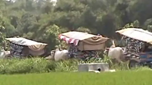 Bernostalgia Dengan Pawai Gerobak Sapi