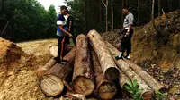 Aparat Polda Riau membongkar illegal logging atau pembalakan liar di kawasan hutan lindung Rimbang Baling, Kabupaten Kuantan Singingi. (Liputan6.com/M Syukur)
