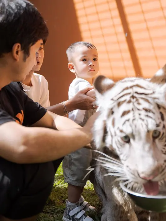 <p>Momen tersebut saat Raffi dan Nagita berkunjung ke rumah sepupunya, Alshad Ahmad di Bandung. Adik Rafathar itu dikenalkan dengan harimau putih milik Alshad yang bernama Selen. [Instagram/raffinagita1717]</p>