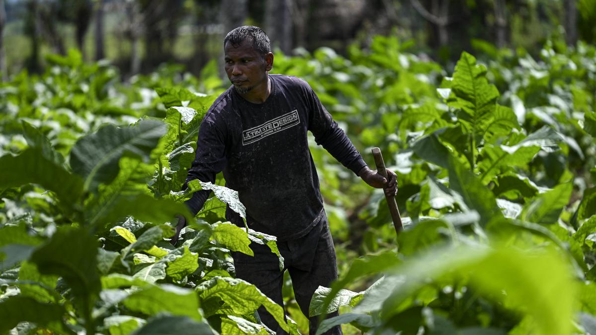 Petani Tembakau dan Cengkeh Minta Kementan Lindungi Komoditi Strategis Berita Viral Hari Ini Jumat 20 September 2024