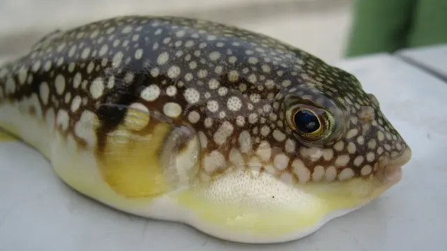 Fugu, Makanan Mematikan
