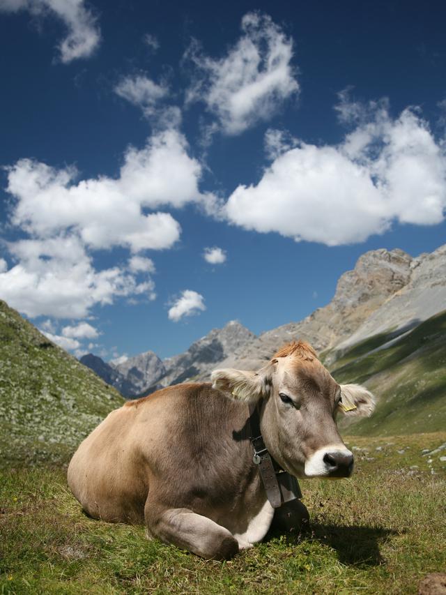 Sapi (Wikipedia Commos / I, Daniel Schwen -  https://commons.wikimedia.org/wiki/File:CH_cow_2.jpg)