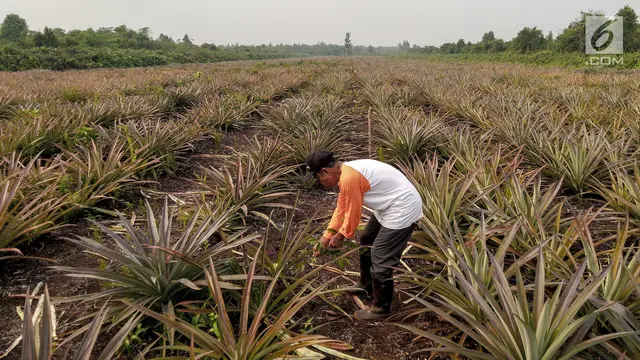 Pasca Kebakaran Hutan, Petani Gambut Tanam Nanas