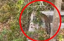 Macan Tutul Kabur dari Lembang Park & Zoo, Terdeteksi ke Tangkuban Parahu