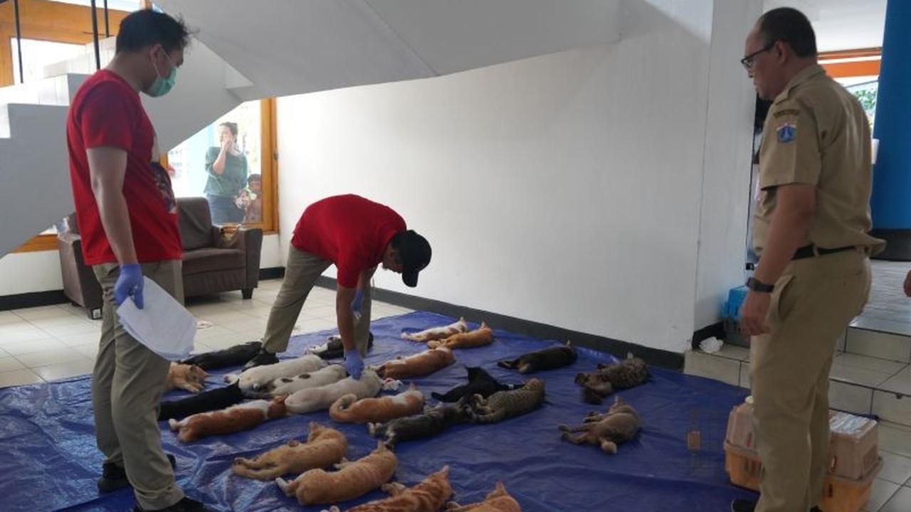Tahukah Anda, Sterilisasi Kucing Jantan Lebih Cepat? KPKP Jakut Targetkan 250 Ekor untuk Cegah Ledakan Populasi
