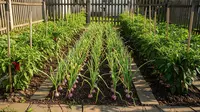 6 Desain Kebun Cabai Rawit Kombinasi Bawang Putih dan Bawang Merah, Hasil Panen Melimpah