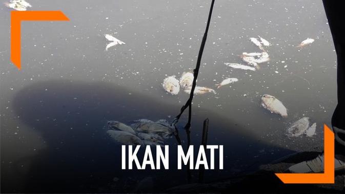 VIDEO: Ini Penyebab Matinya Ikan di Kulon Progo - Liputan6.com