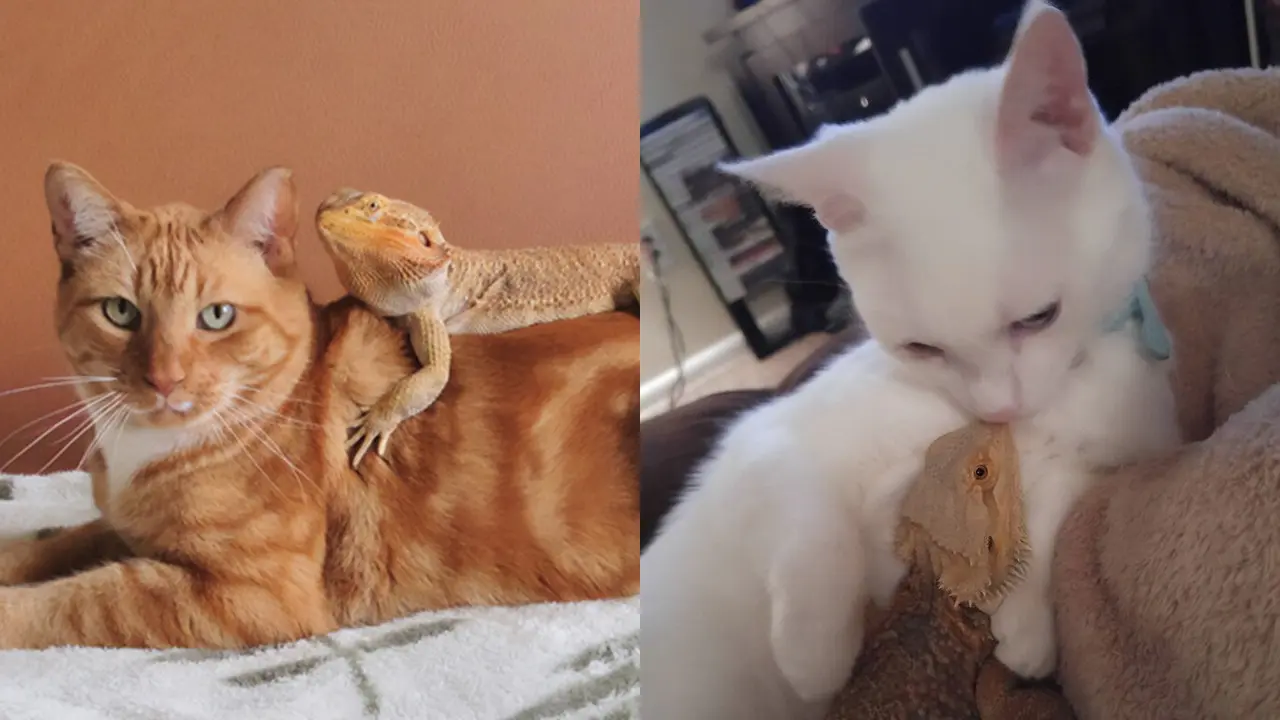 Potret Kadal Akur Bareng Kucing