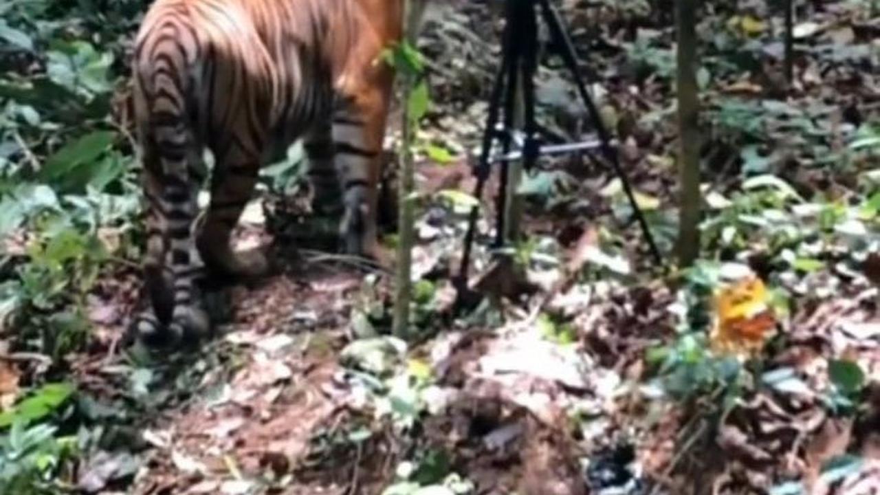 Viral Momen Pelepasan Dua Harimau di Taman Nasional Gunung Leuser, Curi Perhatian Warganet
