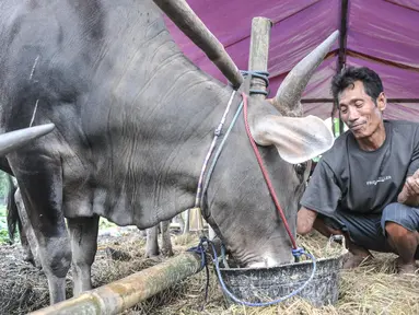 Pekerja memberi pakan sapi kurban yang sedang menjalani karantina di kawasan Pondok Kopi, Duren Sawit, Jakarta Timur, Rabu (15/6/2022). Samito (40), salah seorang pedagang sapi kurban mengungkapkan maraknya virus Penyakit Mulut dan Kaki (PMK) berdampak terhadap sulitnya proses penjualan. (merdeka.com/Iqbal S. Nugroho)