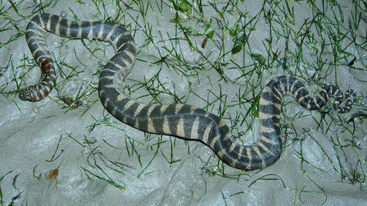 Ilustrasi Ular