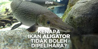 Berbahaya, Ikan Aligator Tidak Boleh Dipelihara