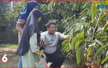 Serunya Makan Kelengkeng Sepuasnya di Agrowisata Sukoharjo, Ada Kelengkeng Rendah Gula Ramah Diabetes