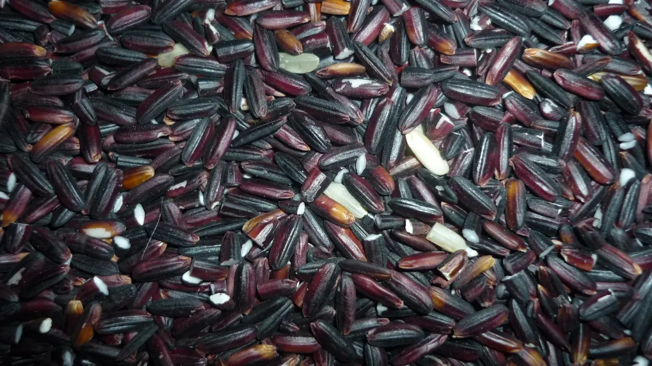 7 Manfaat Tape Ketan Hitam untuk Kesehatan Serta Cara Membuatnya Hot