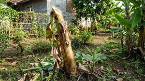 Cara Fermentasi Batang Pisang untuk Pupuk, Begini Langkah Mudah Membuatnya di Rumah