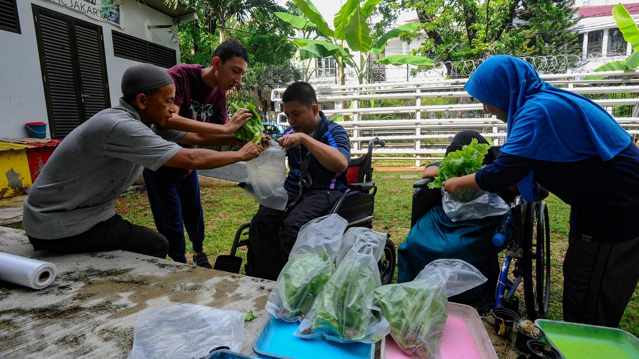 Murid difabel panen selada air di kebun hidroponik YPAC