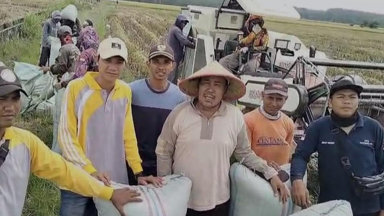 Curhat Petani dan Pengusaha Penggilingan Kecil: Nikmati Panen dan Harga Menguntungkan
