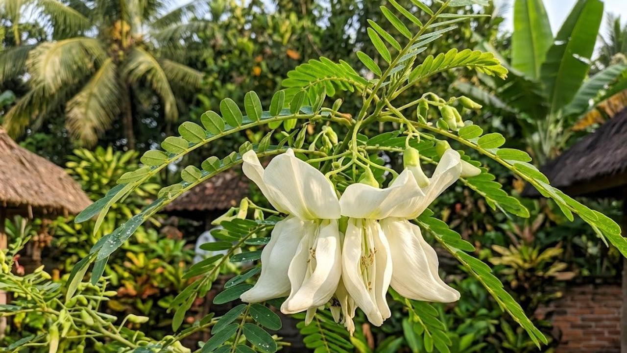 Manfaat Mengonsumsi Bunga Turi bagi Kesehatan