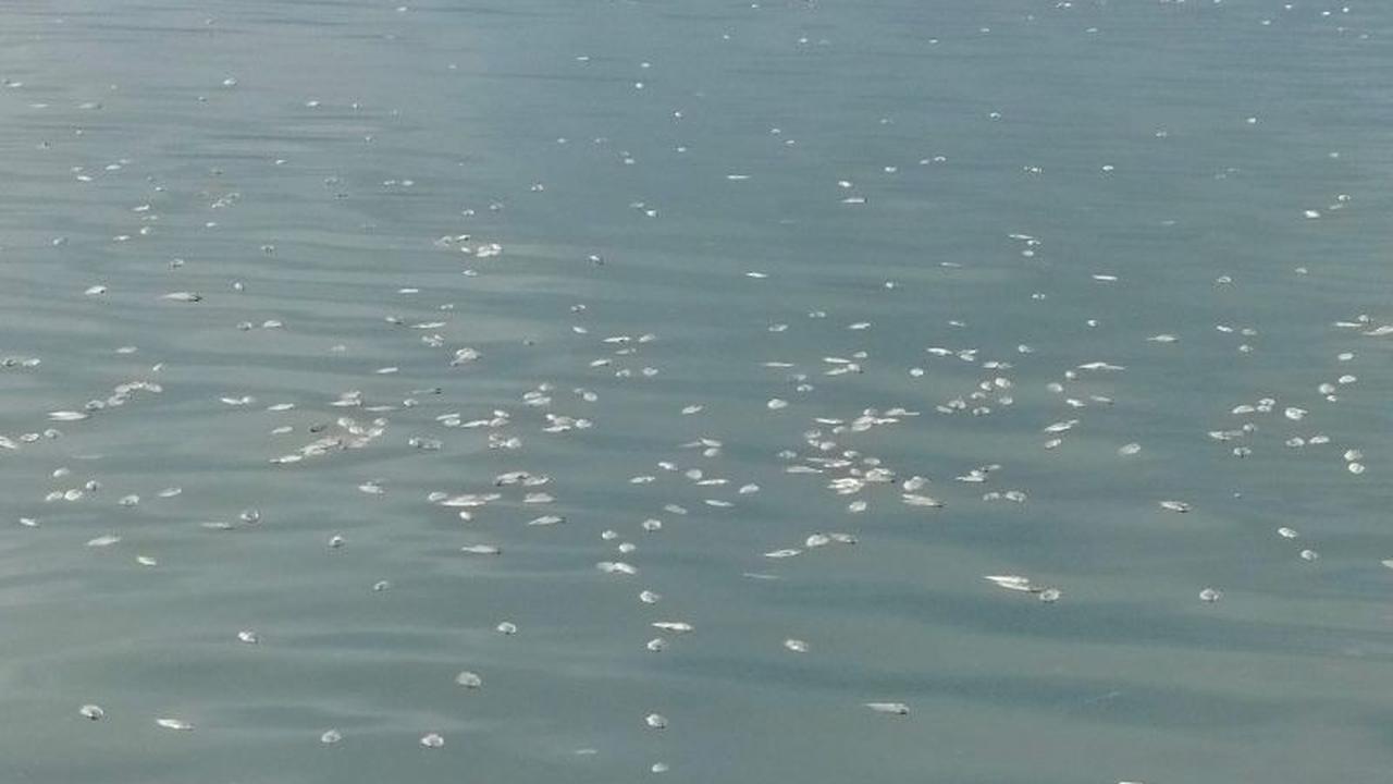 Pemkab Agam Dukung Penuh Penetapan Zona Pelestarian Danau Maninjau