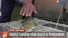 Belum diketahui anak buaya yang ditangkap itu merupakan peliharaan warga yang lepas atau anak buaya liar yang tinggal di sungai tak jauh dari permukiman warga.