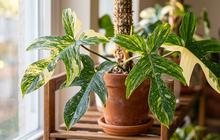 Mengenal Philodendron Florida Beauty dengan Corak Daun yang Bervariasi, Pesonanya Bikin Terpikat