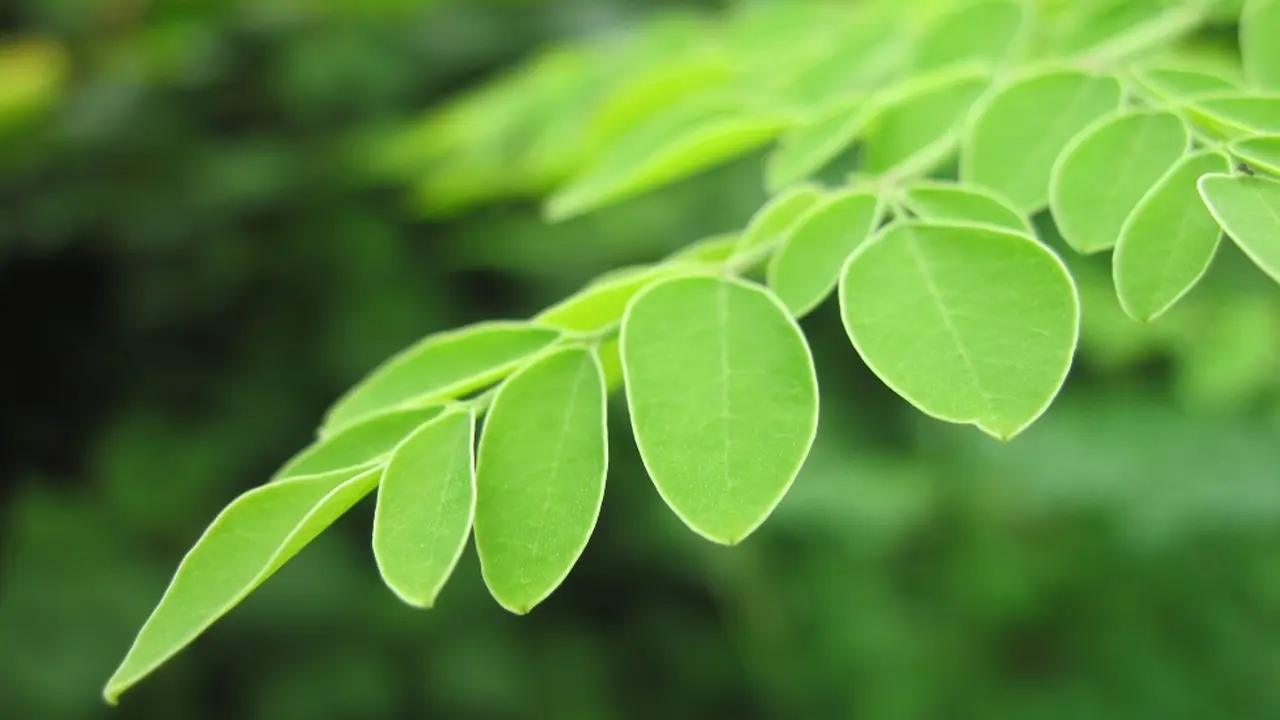 Daun Kelor