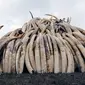 Sejumlah gading gajah hasil sitaan diletakkan untuk dibakar di Nairobi National Park, Kenya, (20/4). Sebanyak 105 ton gading gajah berhasil diamankan petugas Kenya Wildlife Service (KWS). (REUTERS / Thomas Mukoya) 