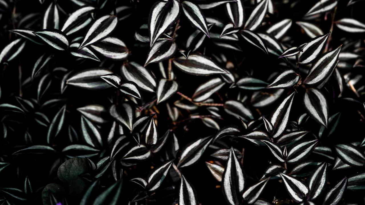 Ilustrasi Zebrina Pendula