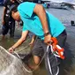 Petugas dari Loka Pengelolaan Sumber Daya Pesisir dan Laut mengukur bangkai ikan Mola-mola yang ditemukan nelayan setempat, Minggu (31/3/2019). (Liputan6.com/ Abdul Karim)