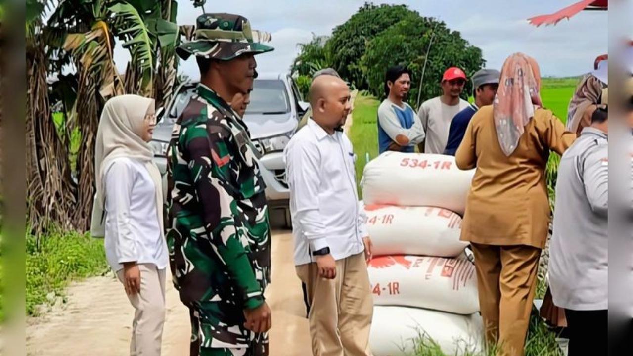 Rekor! Penyerapan Gabah Bulog Kotim Capai 12.000 Ton, Tertinggi Sepanjang Sejarah