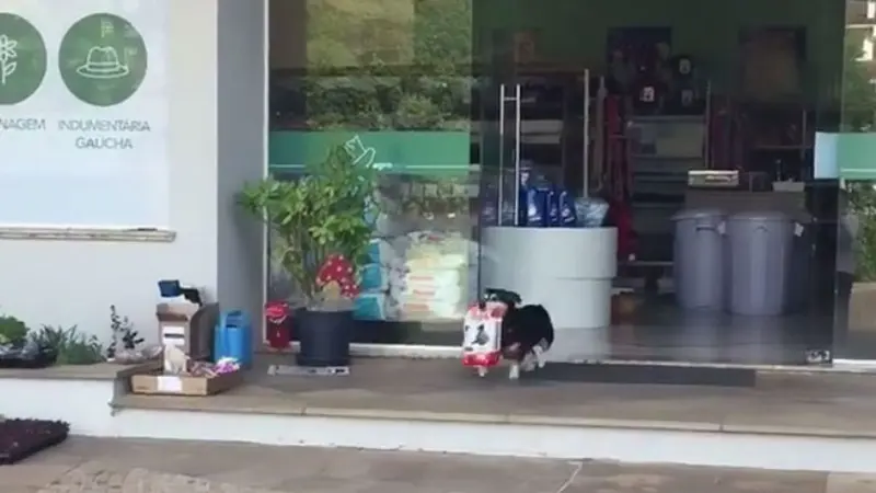 Pituco, Si Anjing Pintar yang Bisa Beli Makanannya Sendiri