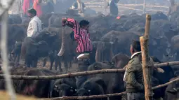 Seorang umat Hindu mengayunkan parang saat ingin memenggal seekor kerbau dalam Festival Gadhimai di Bariyarpur, 160 km dari Kathmandu, Nepal (3/12/2019). (AFP/Prakash Mathema)