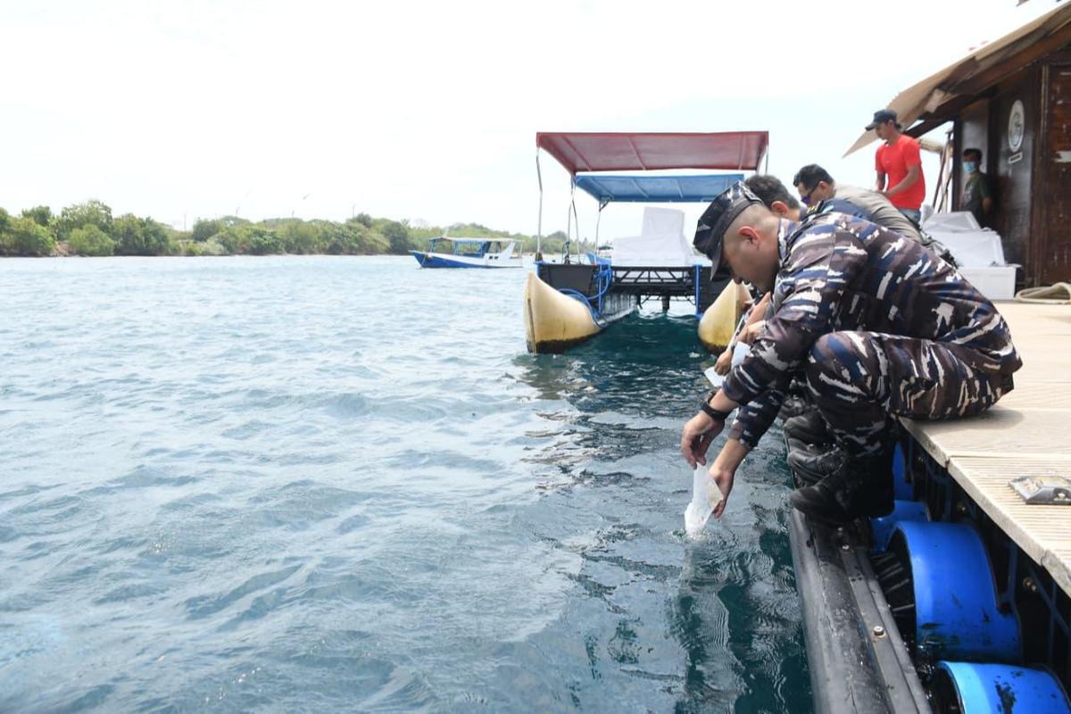 TNI AL Gagalkan Penyelundupan 85.000 Ekor Benih Bening Lobster di Wilayah Banyuwangi