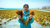 Seaweed Adalah: Panduan Lengkap Tentang Rumput Laut dan Manfaatnya