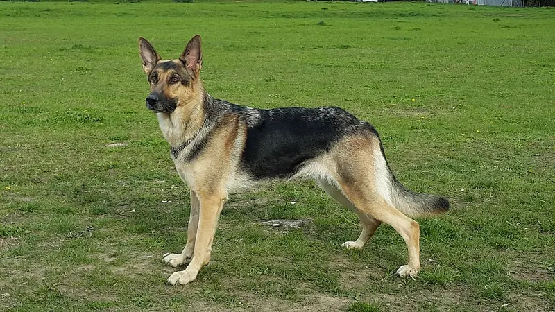 German Shepherd, salah satu jenis anjing yang masuk dalam daftar K-9