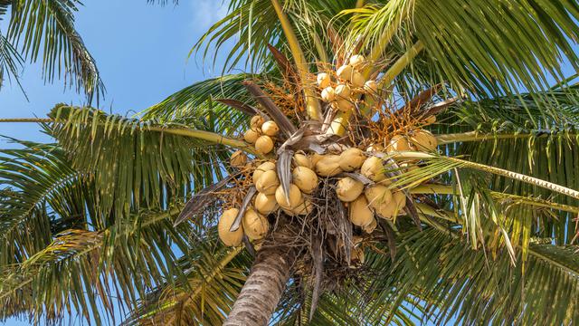 Ilustrasi buah kelapa kuning