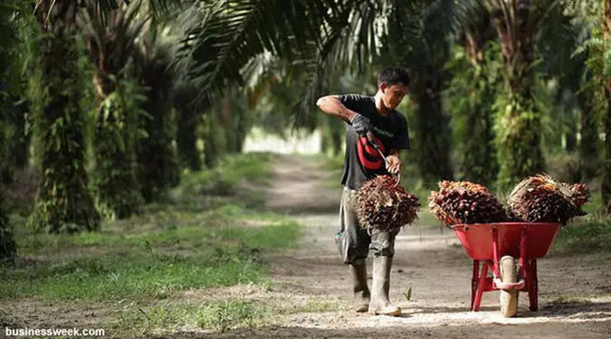 Indonesia Masih jadi Raja CPO Dunia