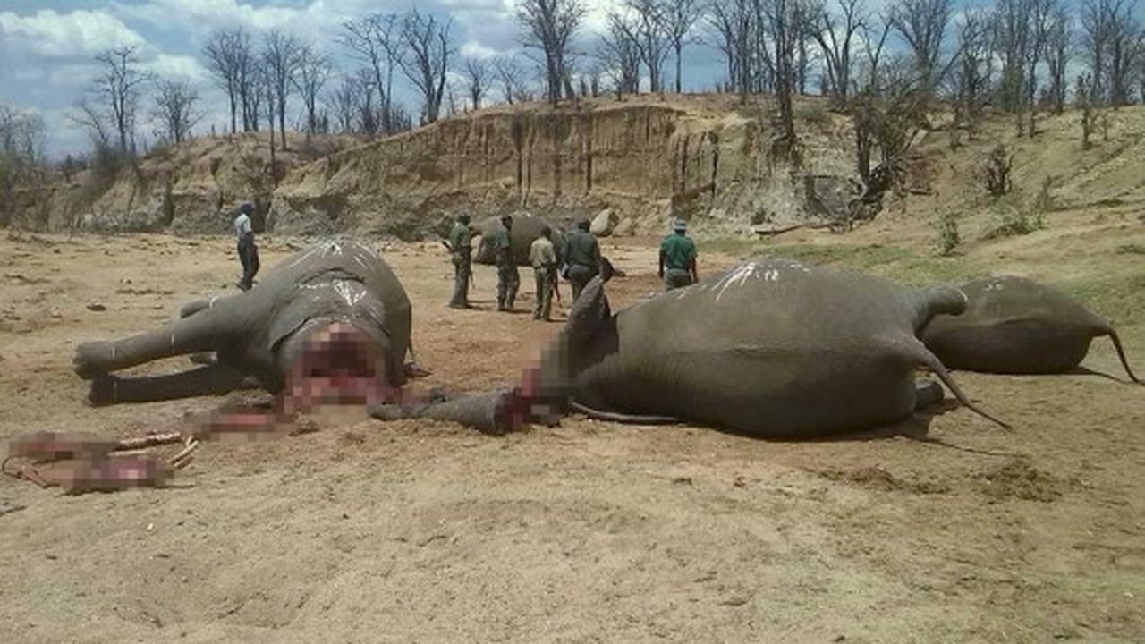 Mengenaskan, puluhan gajah di Zimbabwe ditemukan mati tanpa kepala