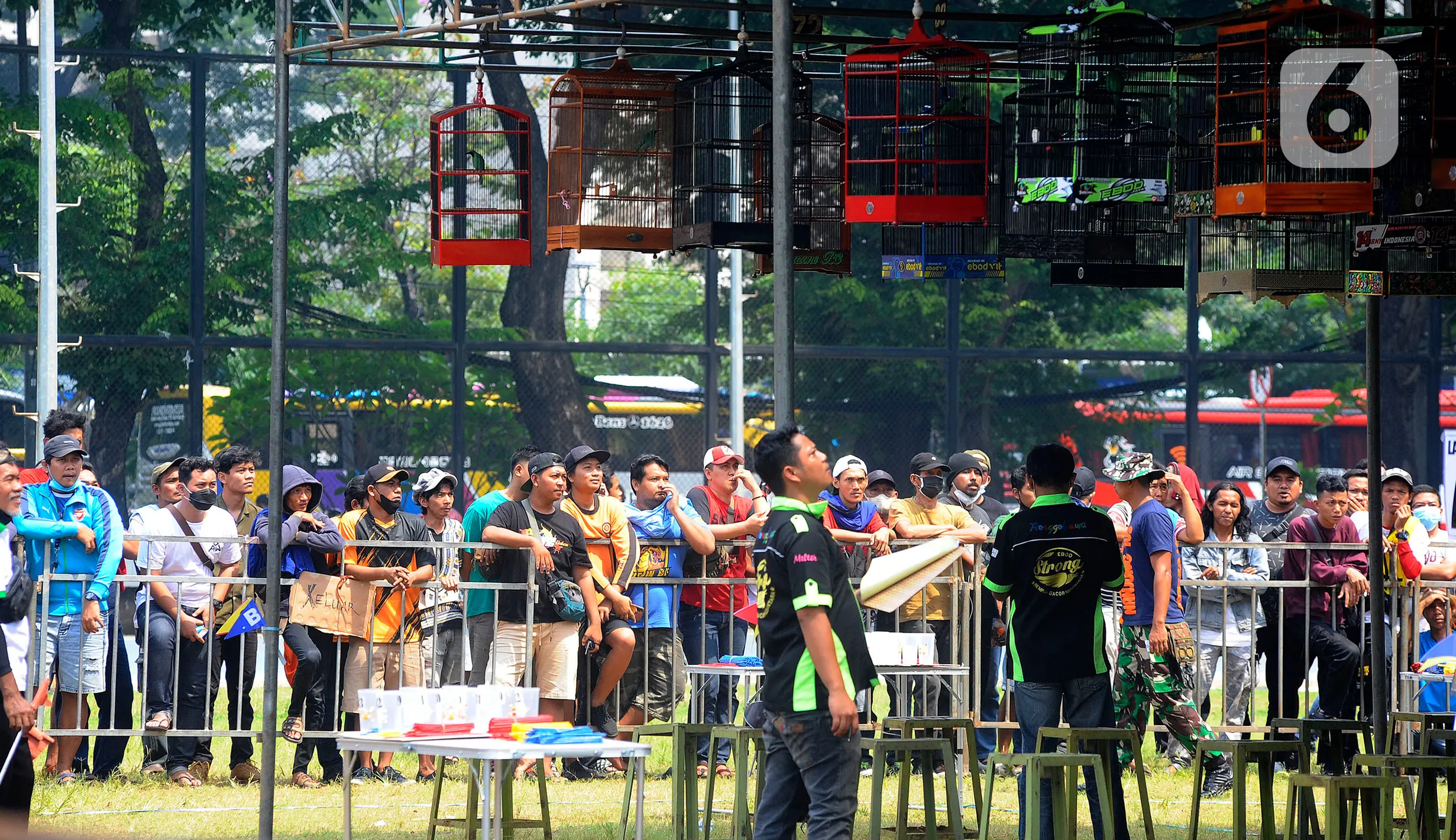 Hasil Juara Lomba Kicau Minggu Ini: Siapa Pemenang Terbaik?