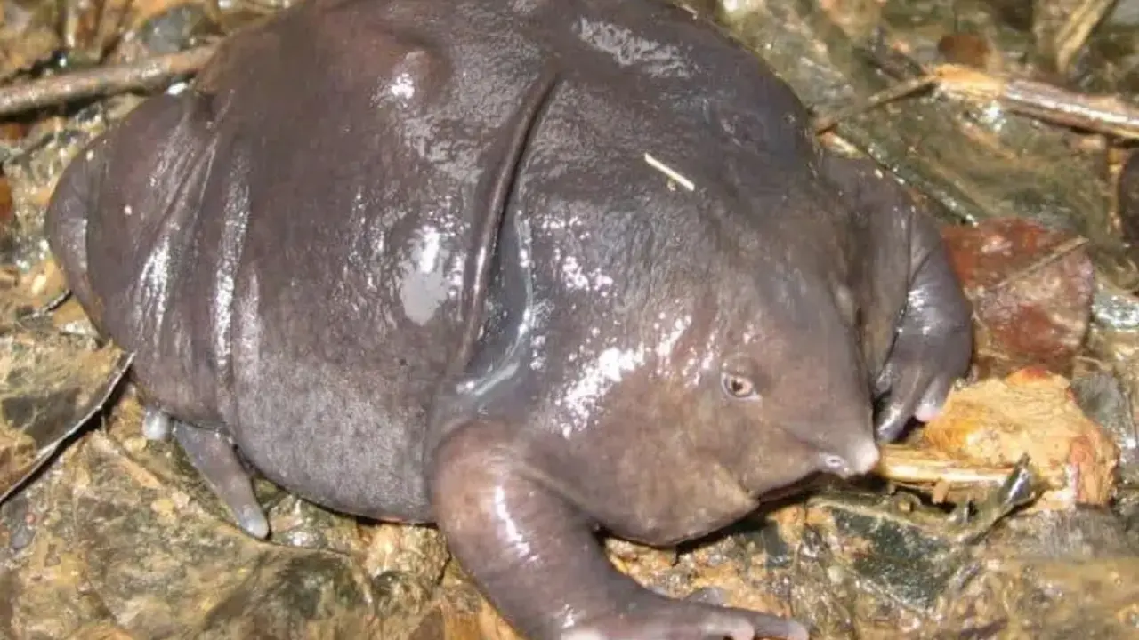 Katak ungu (Tangkapan layar dari website animalsaroundtheglobe.com)