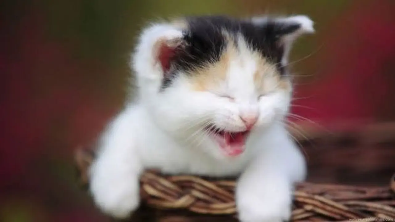 Potret Lucu Kucing Saat Tersenyum Ini Bikin Ketawa Sendiri