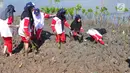 Siswa-siswi  SD Nasima Semarang menanam pohon mangrove di Teluk Pantai Mangunharjo, Mangkang, Tugu, Jumat (18/1). Data Kementerian Kehutanan, sekitar 60 persen kondisi hutan mangrove di pantai utara Pulau Jawa dalam keadaan rusak. (Liputan6.com/Gholib)