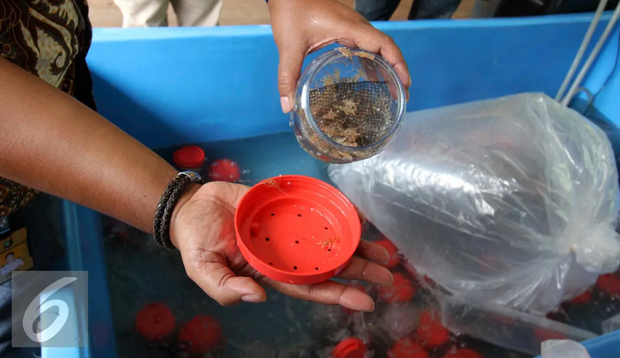 Bibit lobster ilegal yang berhasil disita di Polda Metro Jaya, Jakarta, Jumat (23/12). Benur ini dikumpulkan dari nelayan di daerah Banyuwangi, kemudian dibawa ke Jakarta yang nantinya akan di ekspor ke Vietnam. (Liputan6.com/Gempur M. Surya)