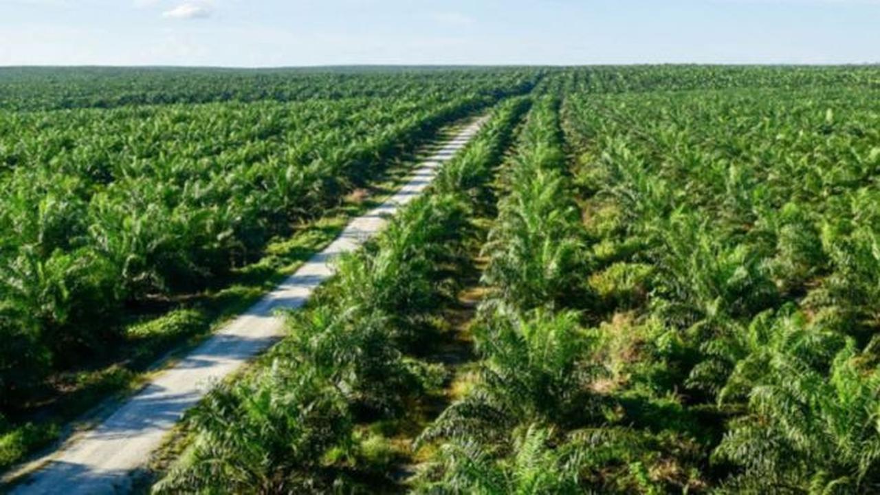 Produksi CPO Dharma Satya Nusantara Naik 3,5% pada 2023