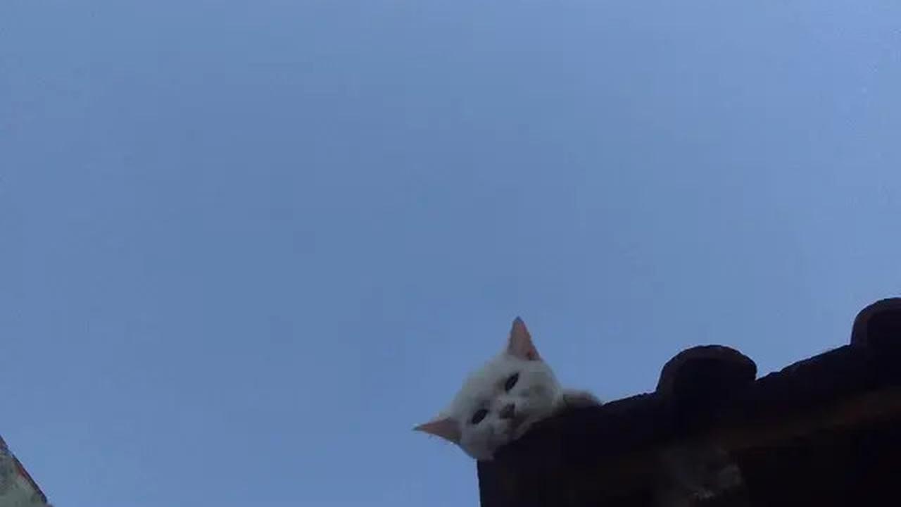 6 Potret Kucing Nyantai di Atap Rumah, Sering Dikira Hilang karena Tak Pulang