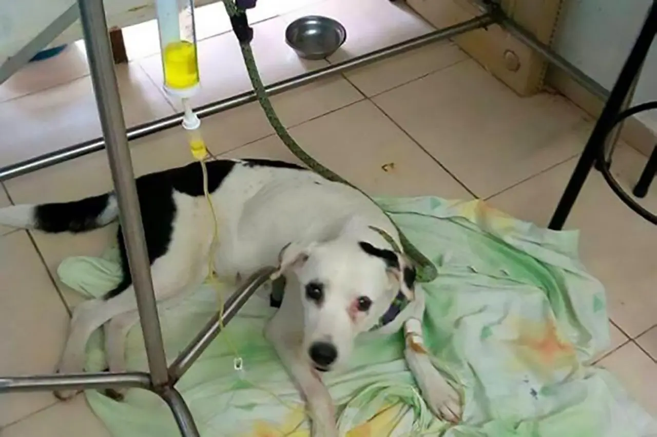 Anjing malang bernama Nube mati karena patah hati dibuang pemiliknya. (Foto: CEN)