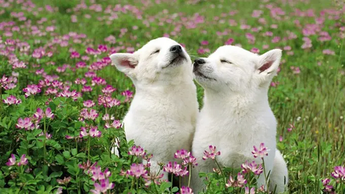 Photo: Copyright wallpapers-craft.com