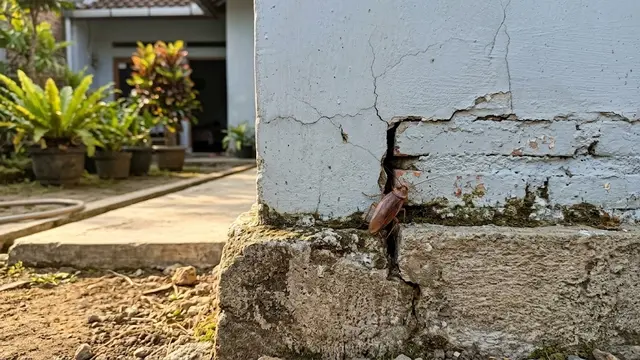 Kecoak Masuk Lewat Retakan dan Celah pada Bangunan