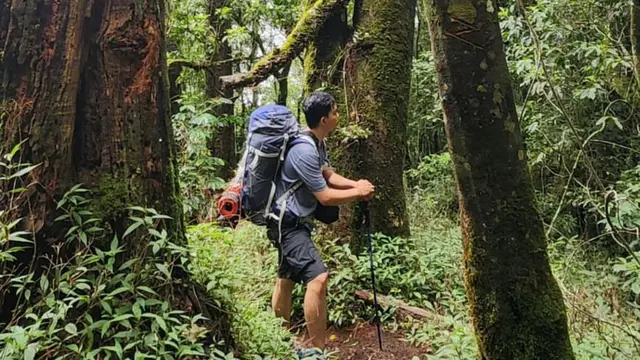 Hutan di Gunung Sanghyang di Bali https://www.instagram.com/p/C3DJoHUPDEz/?igsh=MXN2Y2Z5Mzg2cTVmbw==